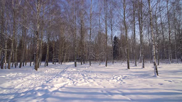 Birch Trees in the Winter Forest