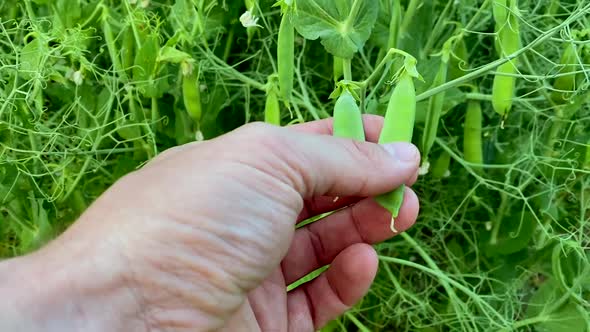 Close up shot of male hand touching and checking growing green beans outdoors in nature