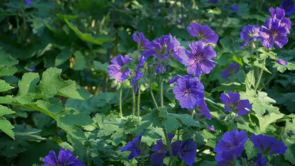 Small Purple Flowers In The Park