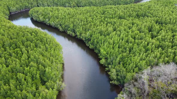 Aerial view of mangrove forest and the sea by drone