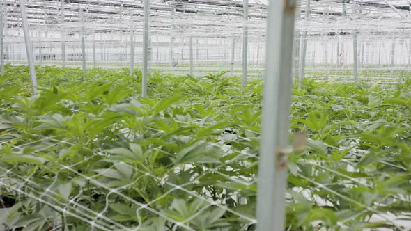 Medical Cannabis plants growing under controlled conditions in a large greenhouse