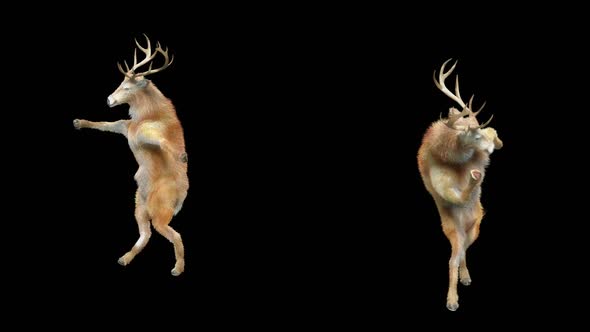 Deer Dancing HD alt