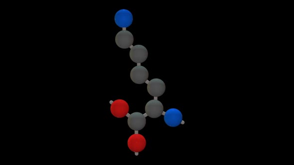 L-lysine - Amino acid model