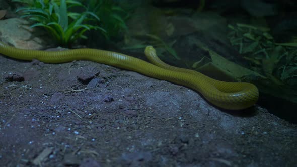 Closeup of beautiful yellow snake