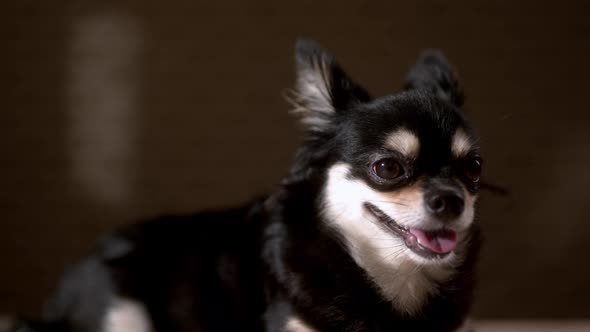 portrait of dark color chihushua lap dog animal sitting casual relax dark background / Videohive, Stock footage