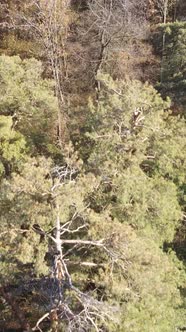 Vertical Video of a Forest with Trees During the Day