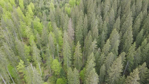 Ukraine, Carpathians: Forest Landscape, Aerial View. Flat, Gray