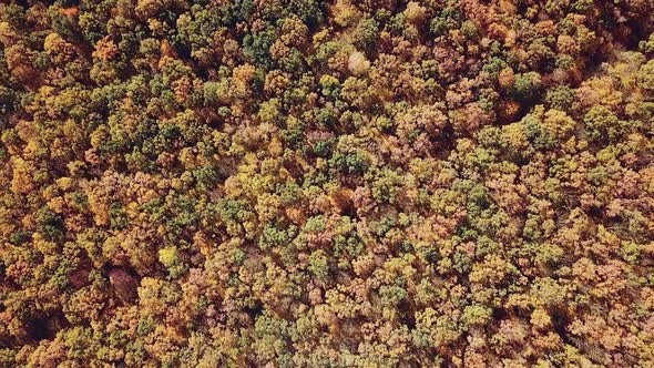 scenic landscape of the yellow trees of the forest from aerial view. Camera motion around