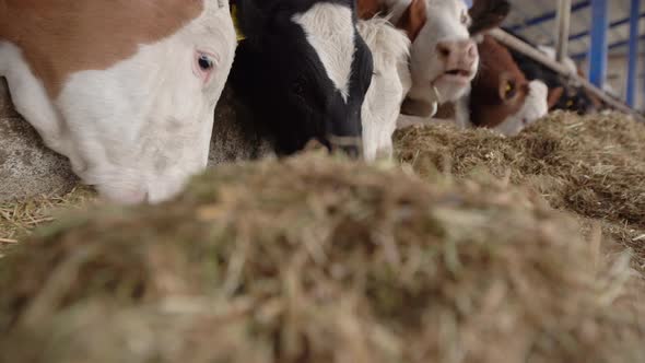 Male cattle eating hay and grass.