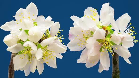 Almond Flower Blossom Timelapse on Blue