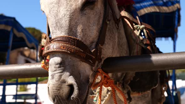 A Lone Horse With Carriage Tied To A Fence In Mijas, Spain. - Closeup Shot