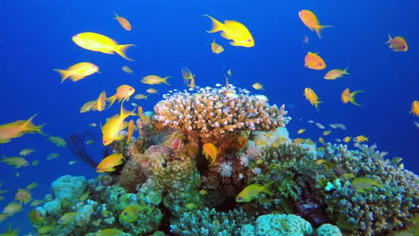 Tropical Blue Green Chromis Fish