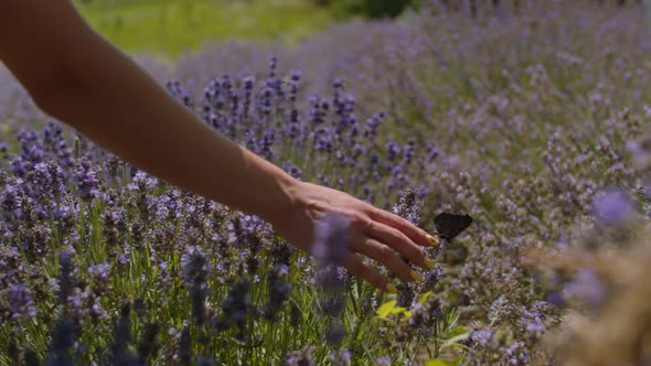 Female Hand Touching Butterfly in Lavender Field