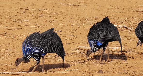 Vulturine Guineafowl, acryllium vulturinum, Group at Samburu Park, Kenya, Real Time 4K