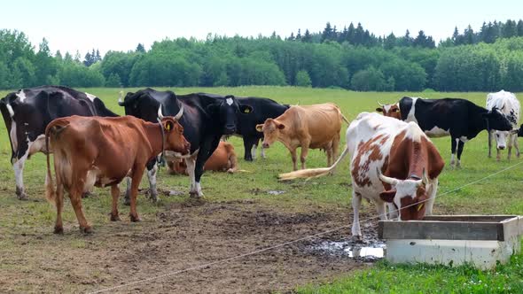 Dairy Cows in the Meadow Chew Grass