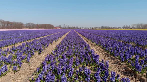 Purple Hyacinthus Orientalis (Dutch Hyacinth) On The Meadow During Springtime In Holland, Netherland