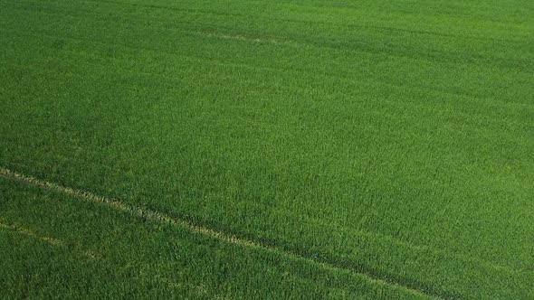 Aerial view of circular irrigation watering agricultural equipment on a young green field of wheat