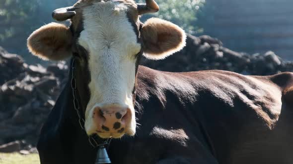 Cow Lies on the Lawn and Looks Into the Camera and Exhales Steam From Nostrils