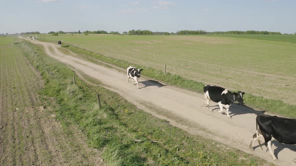 Curious Animal. Crowd of Cattle Walking on the Countryside road