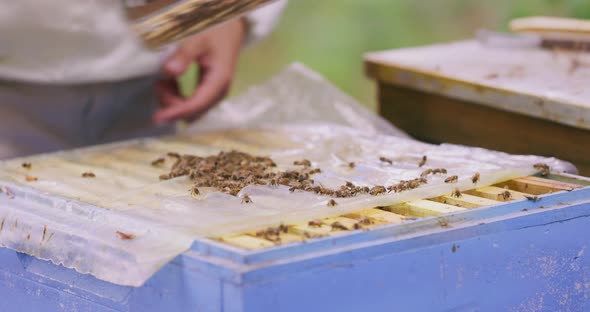 Closeup Hive Without the Lid Focused Bees Roaming the Piece of a Polyester Film Beekeeper's Hands