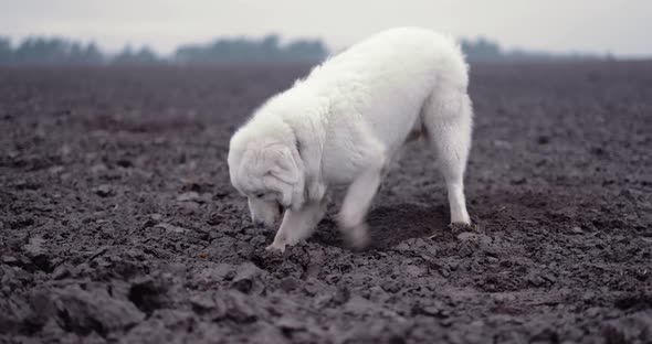 White Shepherd Dog Digging a Hole in the Field