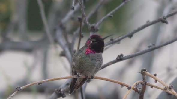 Anna's Hummingbird on a Branch