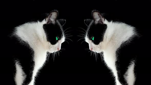 Black and White Cat Mirrored on a Dark Background