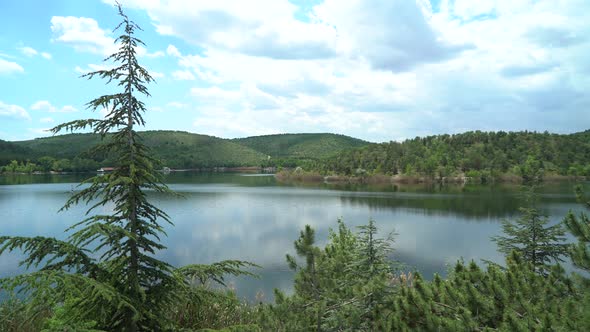 Aerial Pine Trees and Lake View on Cloudy Day 4K