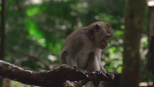 View of a young monkey sitting on the branch of a tree surrounded by leaves on a sunny day.