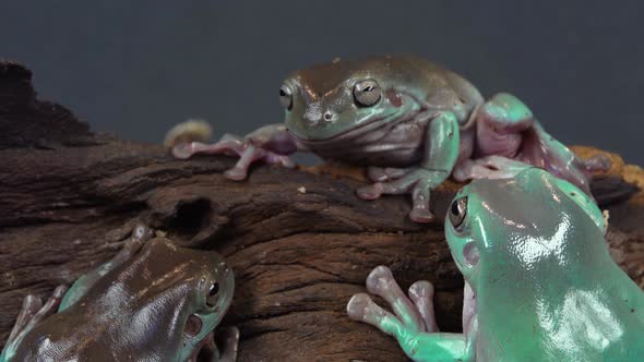 Australian Green Tree Frogs Sitting on Wooden Snag in Black Background. Close Up