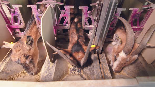 Industrial Milking of Goats on the Farm. Goats Go Into Special Enclosures for Automatic Milk Milking