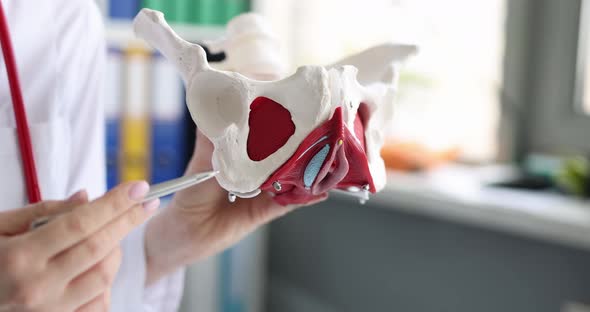 The Doctor Holds an Anatomical Model of the Female Pelvis
