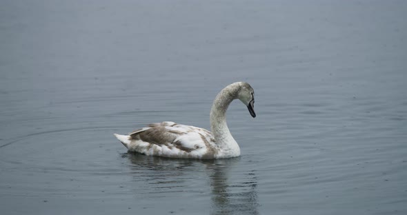 A swan swimming