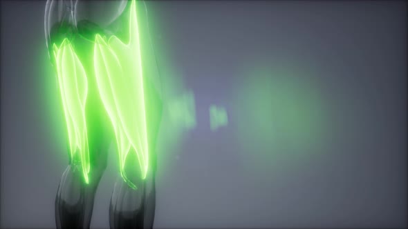 Thigh Muscles - Visible Muscle Anatomy Map alt