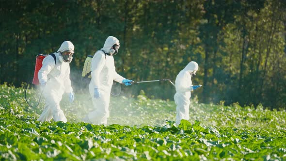 A Group of Farmers in Protective Suits and Respirators Spray the Plants with Chemicals