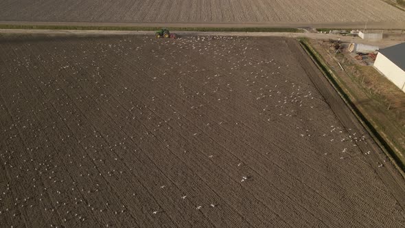 Aerial of Tractor on the farm with birds following his trail, agriculture on a dutch farm Drone Shot