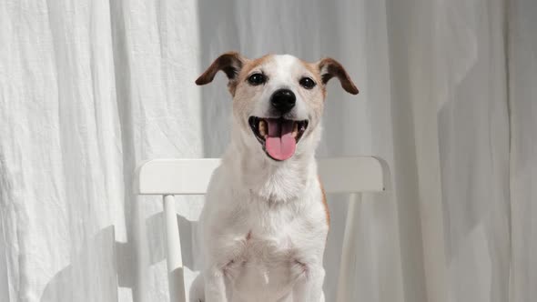 Friendly Dog Sitting on Chair and Looking at Camera