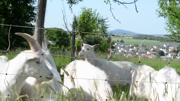 Multiple white fluffy goats grazing and scratching themselves behind a wire fence on a sunny spring