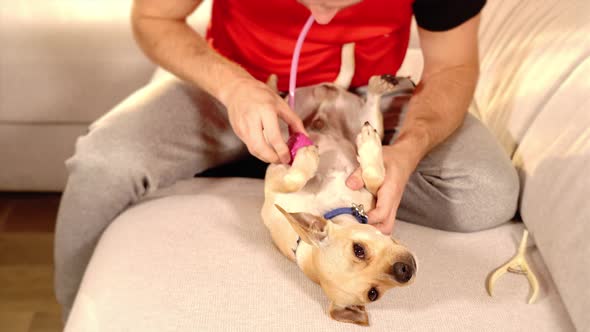 Muscular Guy Holds Trembling Puppy and Plays with Animal