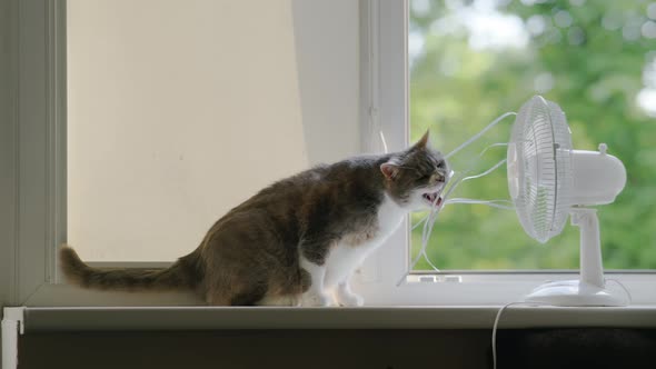 the cat plays with the electric fan on the windowsill near the open window during the heat.