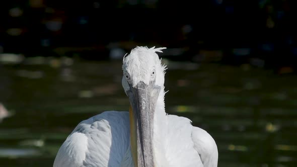 Close Up Portrait of Dalmatian Pelican, Pelecanus Crispus, Staring in Camera. Big Freshwater Bird