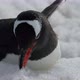 Gentoo penguins (Pygoscelis papua) on snow, Cuverville Island, Antarctica - VideoHive Item for Sale