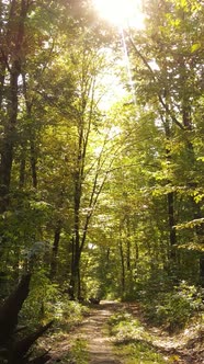 Vertical Video Forest with Trees in the Fall