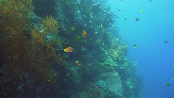 Coral Reef and Tropical Fish. Bali,Indonesia.