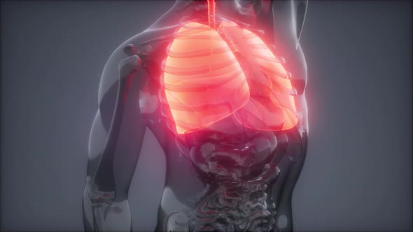 Human Lungs Radiology Exam alt