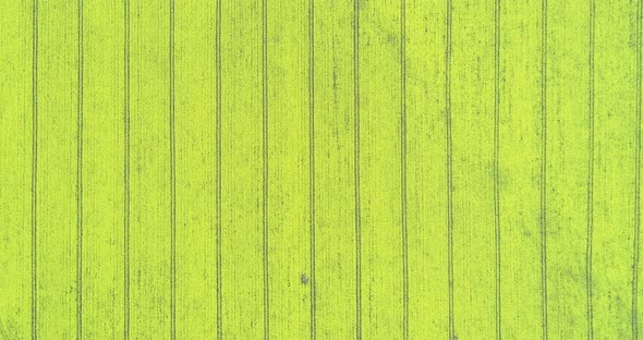 Aerial view of yellow canola field. Cultivated rapeseed canola plantation field alt