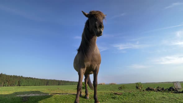 Wild horse and blue sky