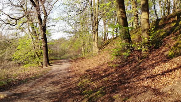 Flying in Forest over Road Trail. Aerial View.