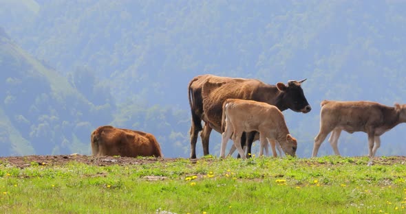 Cows Together Grazing in a Field