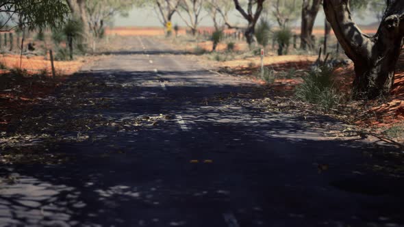 Outback Road with Dry Grass and Trees